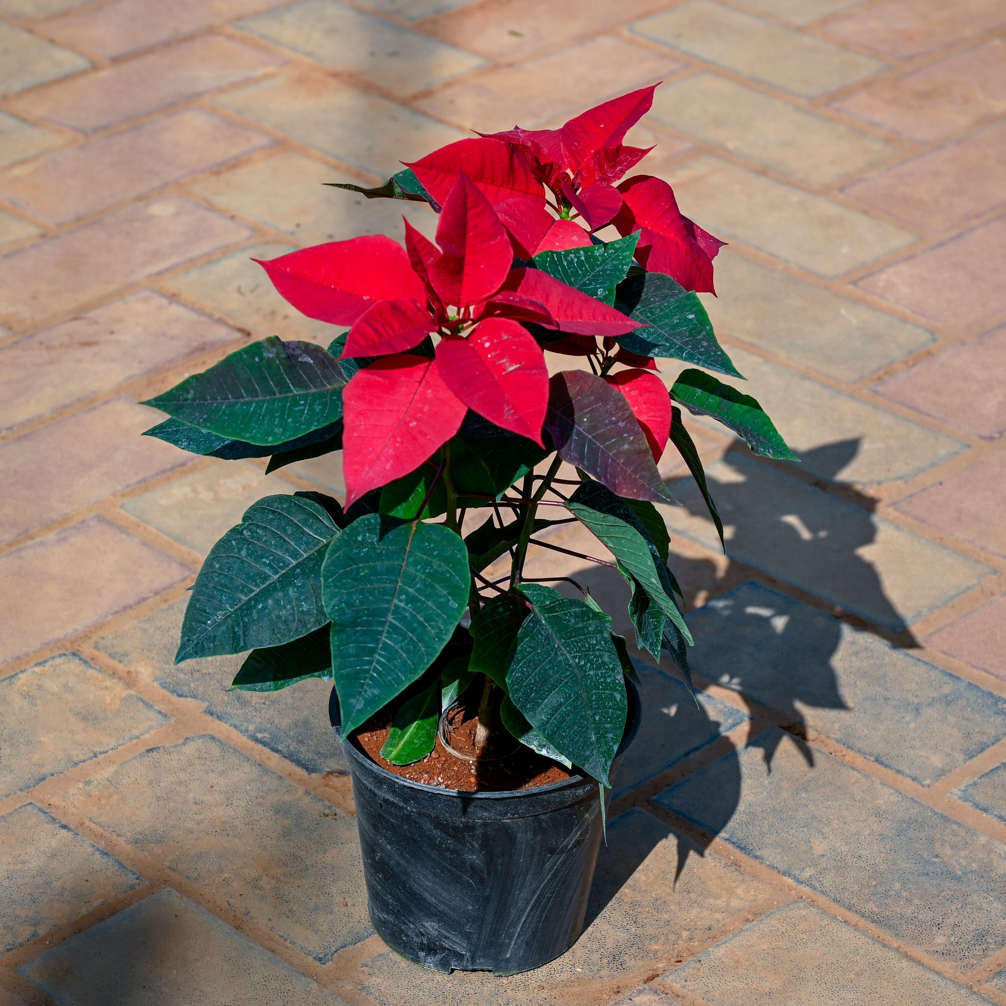Poinsettia Red in 5 Inch Nursery Pot