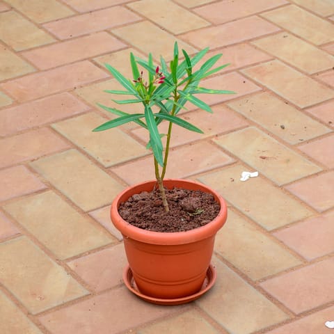 Oleander / Kaner (any colour) in 7 Inch Classy Red Plastic Pot with Tray