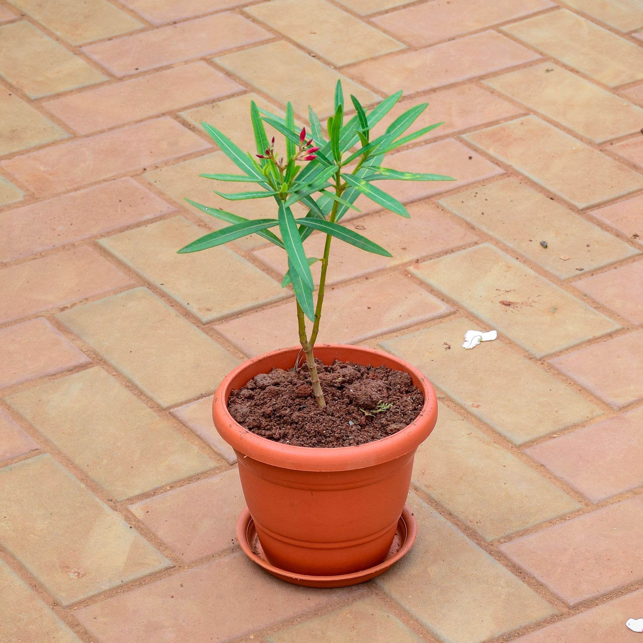 Oleander / Kaner (any colour) in 7 Inch Classy Red Plastic Pot with Tray