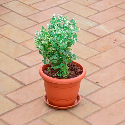 Aralia Bush in 7 Inch Classy Red Plastic Pot with Tray