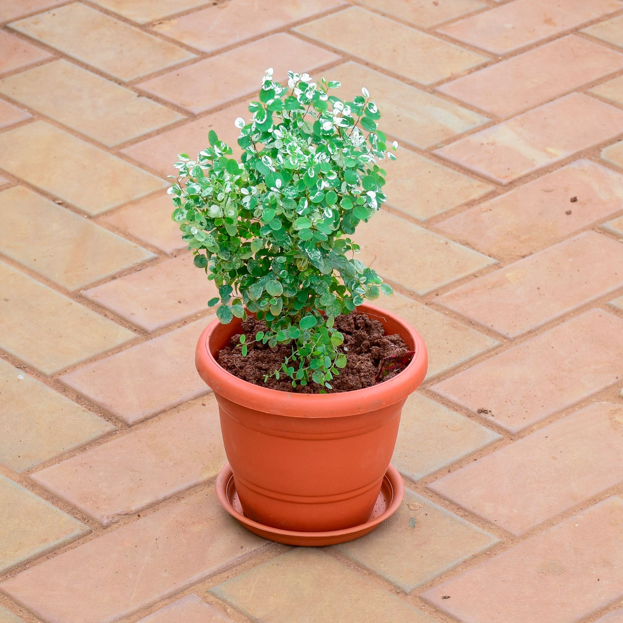 Aralia Bush in 7 Inch Classy Red Plastic Pot with Tray