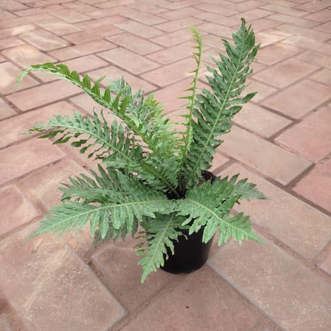 Bird Nest - Fern in 4 Inch Nursery Pot