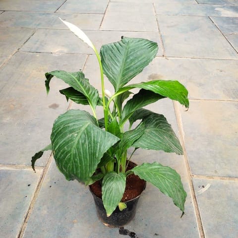 Peace Lily Big Leaf in 4 Inch Nursery Pot