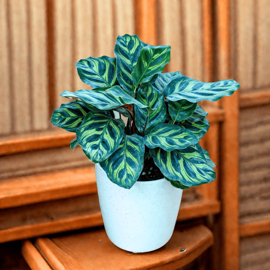 Gift Ready - Calathea Makoyana in 5 Inch White Sphere Plastic Pot With a Chic Bag