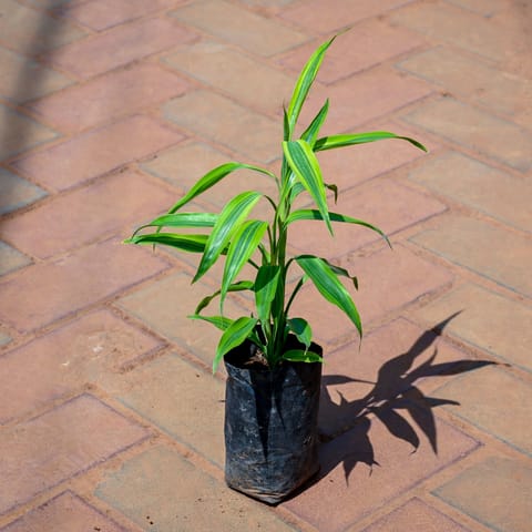 Soil Bamboo in 4 Inch Nursery bag