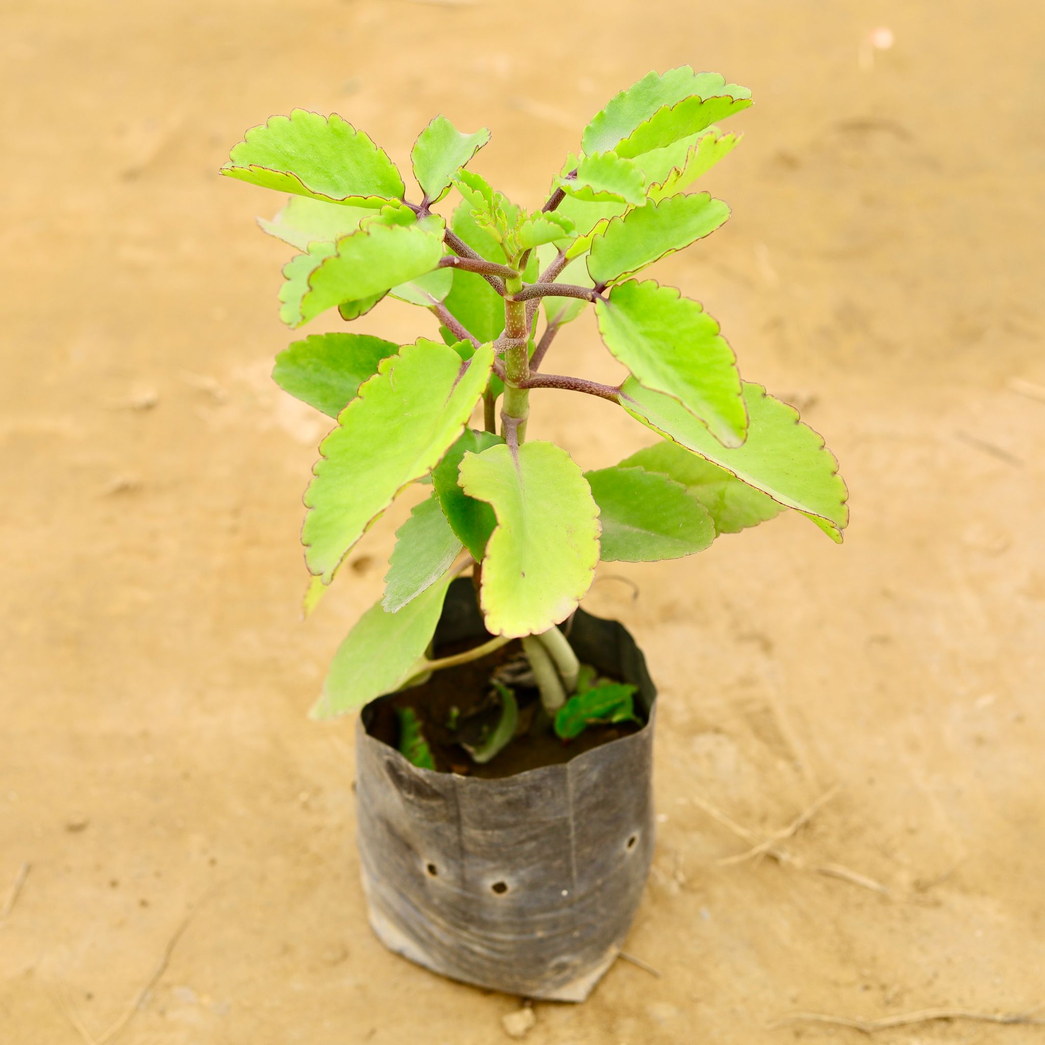 Patharchatta / Kalanchoe Pinnata in 4 Inch Nursery bag