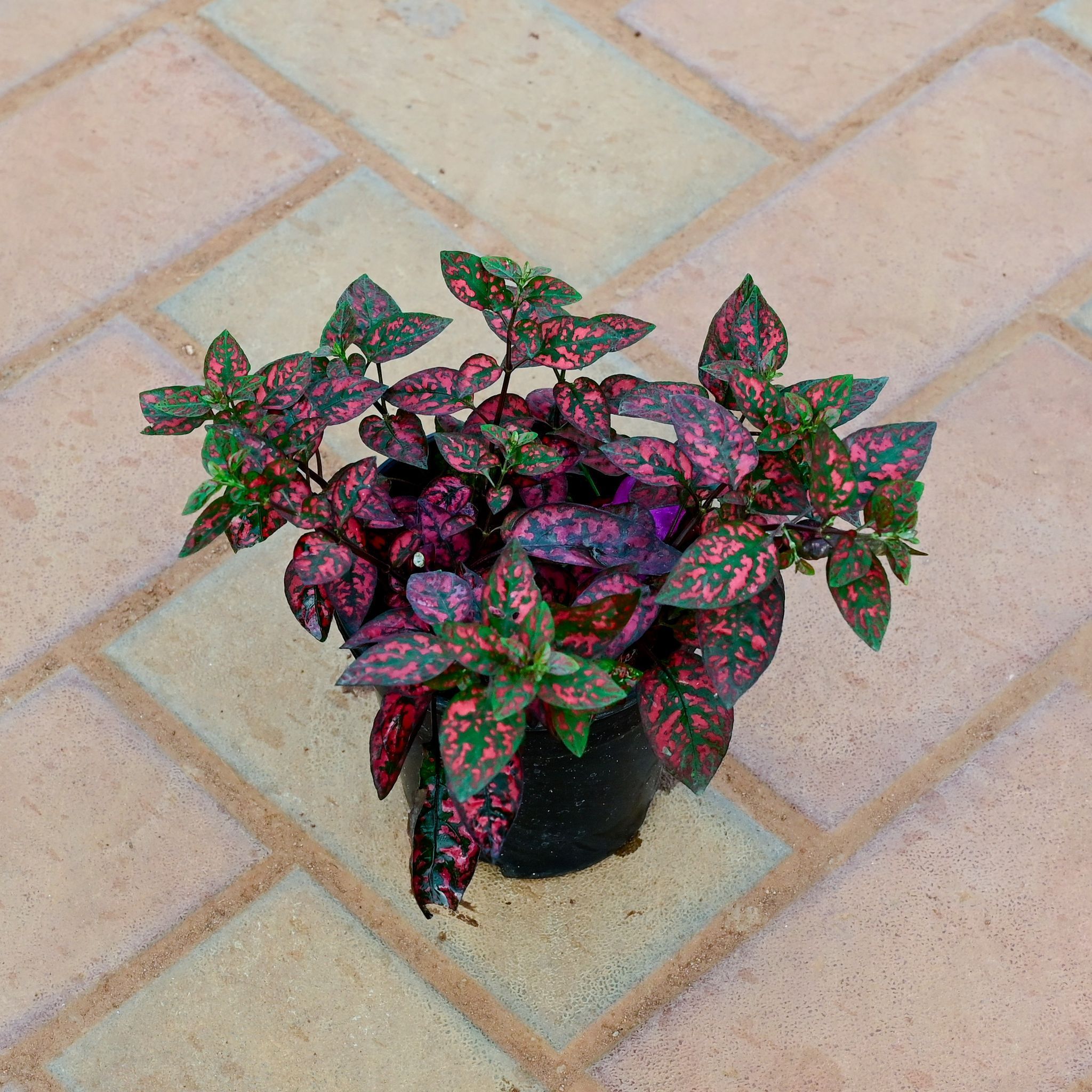 Hypoestes / Polka Dot Red in 4 Inch Nursery Pot