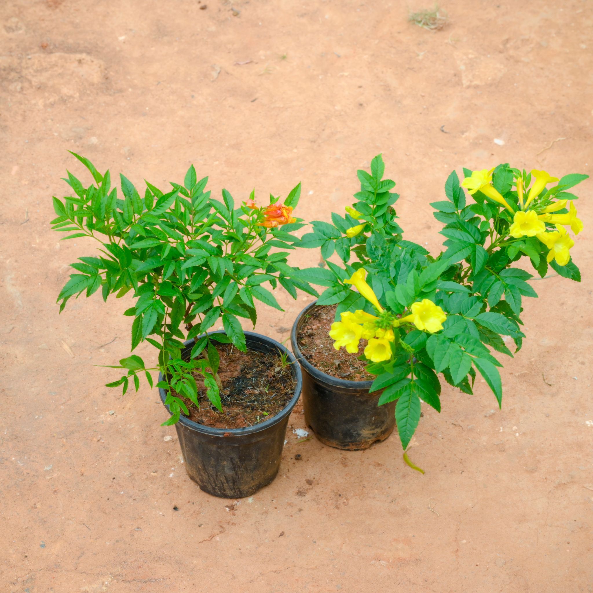 Set Of 2 - Tecoma (Yellow & Orange) in 5 Inch Nursery Pot