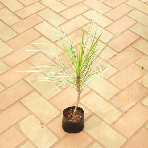 Dracaena Colorama / Marginata Green in 4 Inch Nursery Bag
