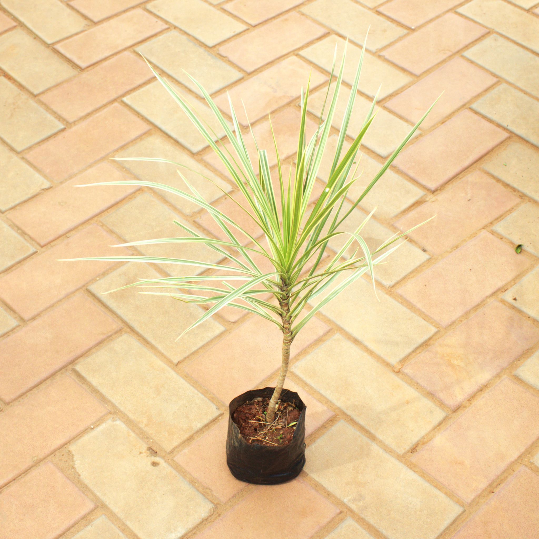 Dracaena Colorama / Marginata Green in 4 Inch Nursery Bag