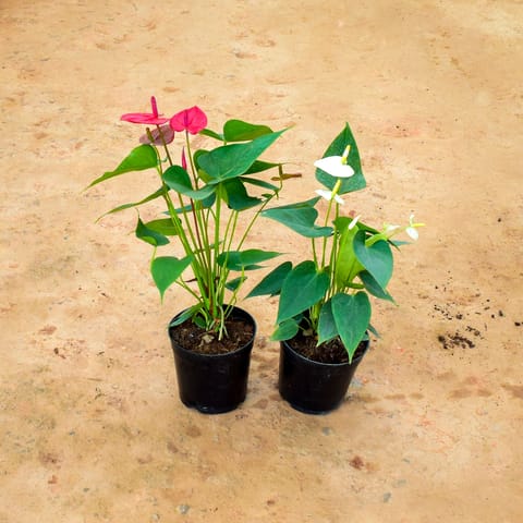Set of 2 - Anthurium (Red & White) in 6 Inch Nursery Pot