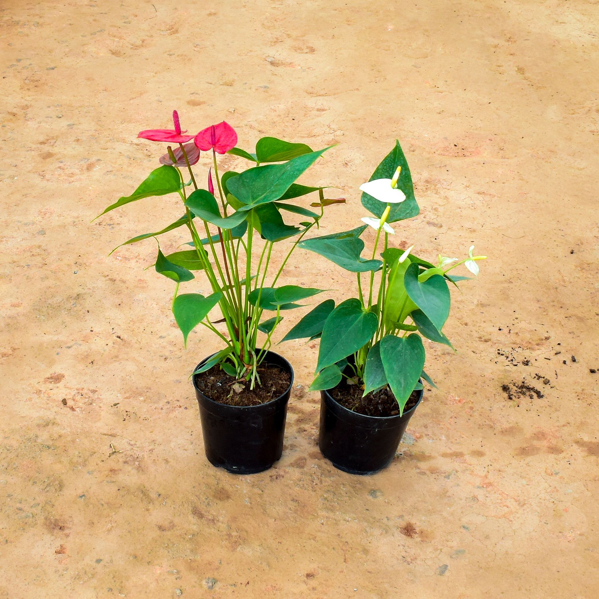 Set of 2 - Anthurium (Red & White) in 6 Inch Nursery Pot