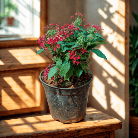 Pentas (Any Colour) in 4 Inch Nursery Pot