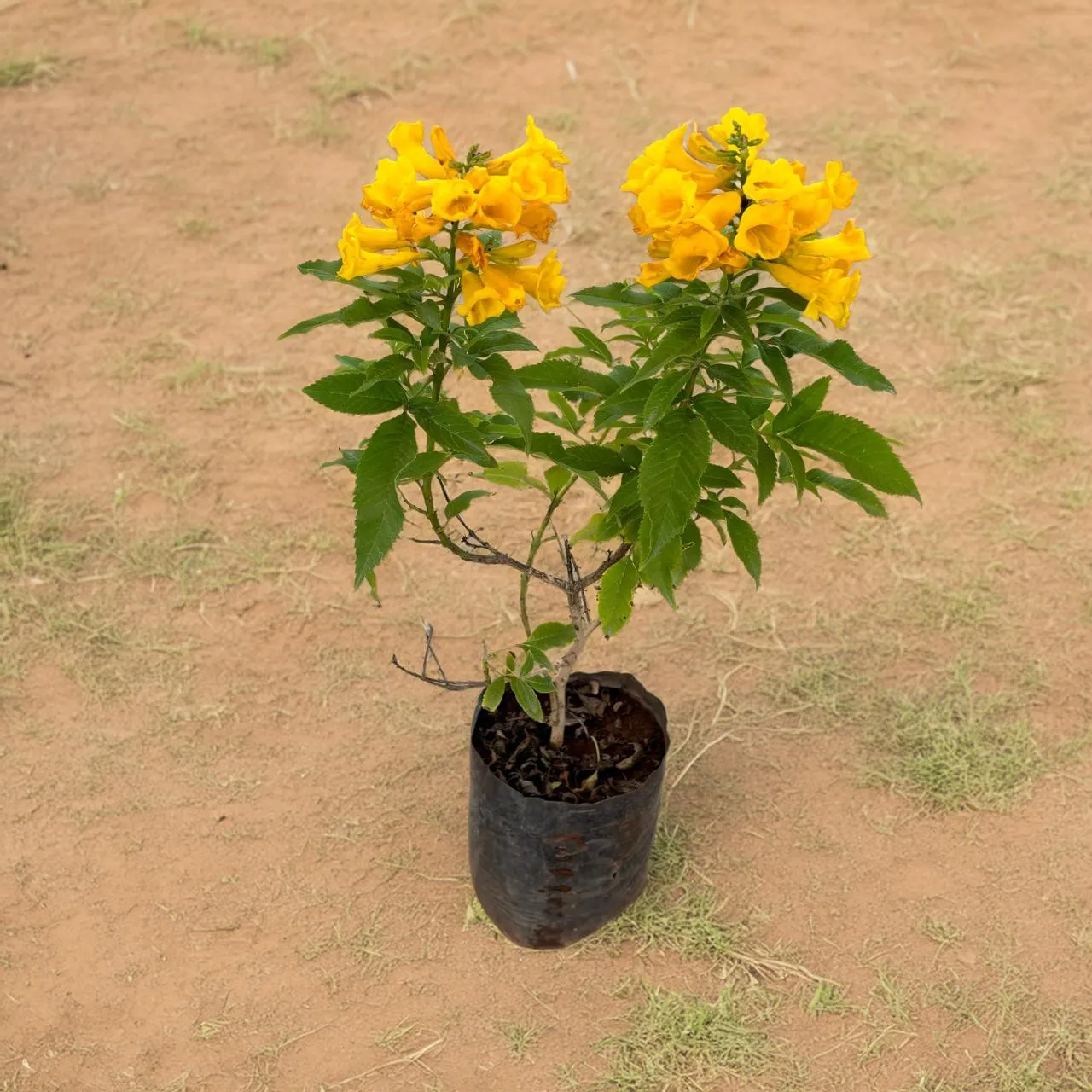 Tecoma Yellow in 6 Inch Nursery Bag