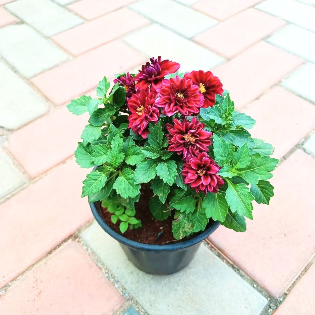 Dahlia All Season (any colour) in 6 Inch Nursery Pot