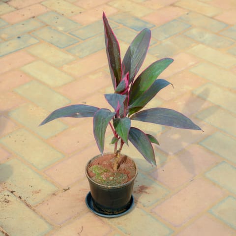 Dracaena Mahatma in 5 Inch Nursery Pot With Tray