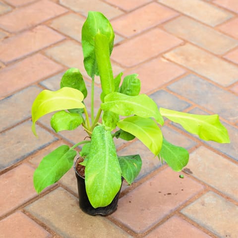 Philodendron Selloum in 4 Inch Nursery Pot