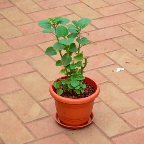 Ajwain in 7 Inch Classy Red Plastic Pot with Tray