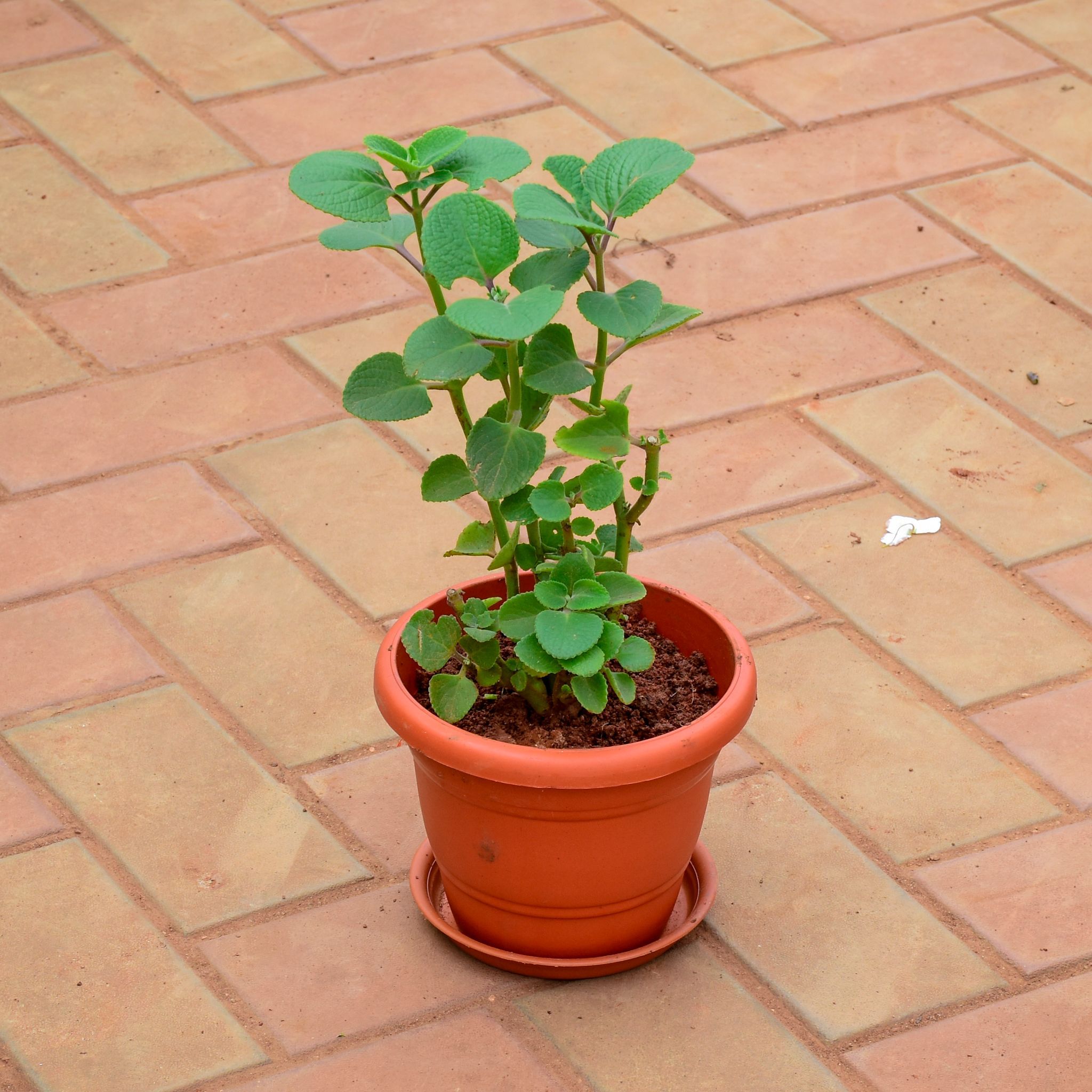 Ajwain in 7 Inch Classy Red Plastic Pot with Tray