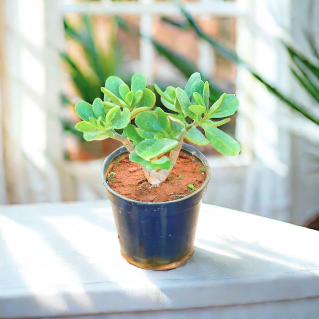 Ficus Bonsai in 6 Inch Nursery Pot