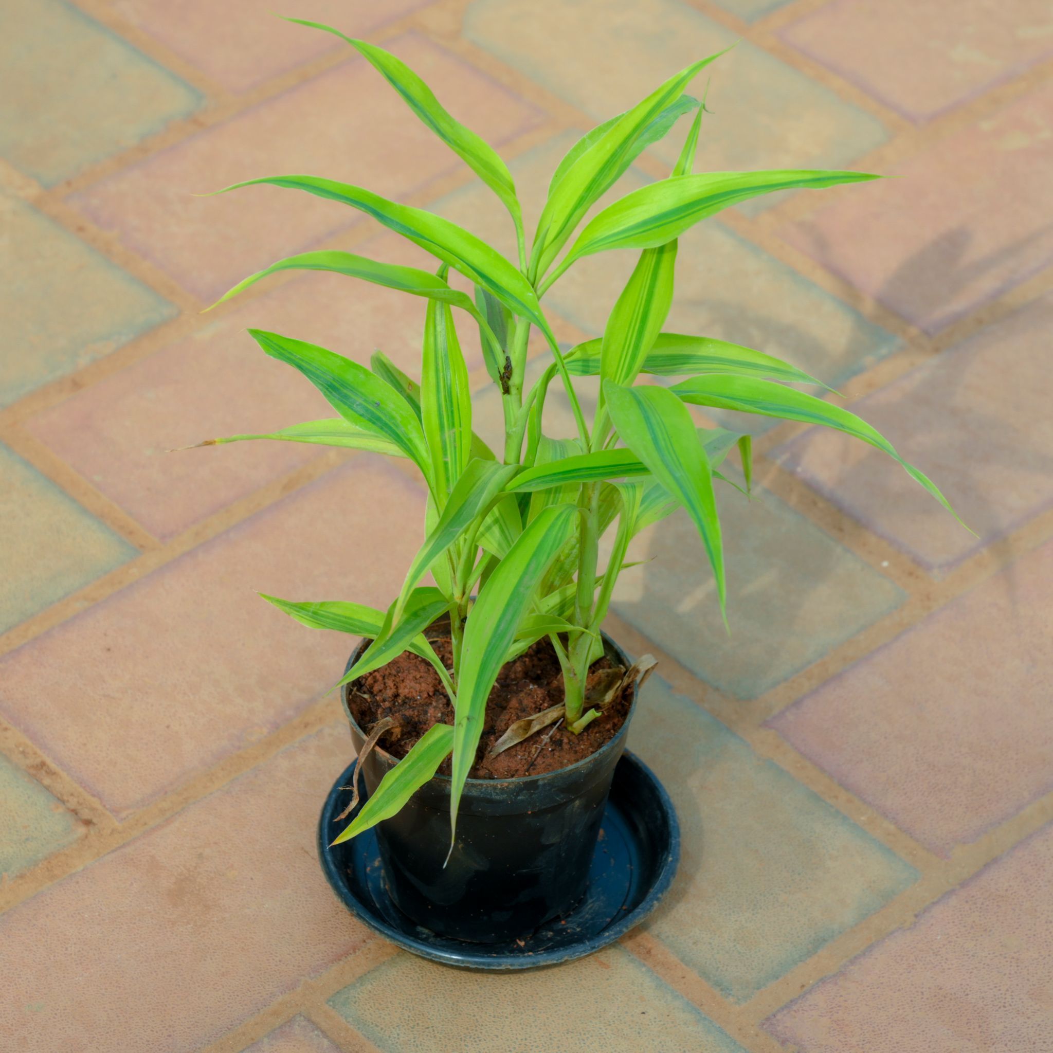 Soil Bamboo in 4 Inch Nursery Pot With Tray