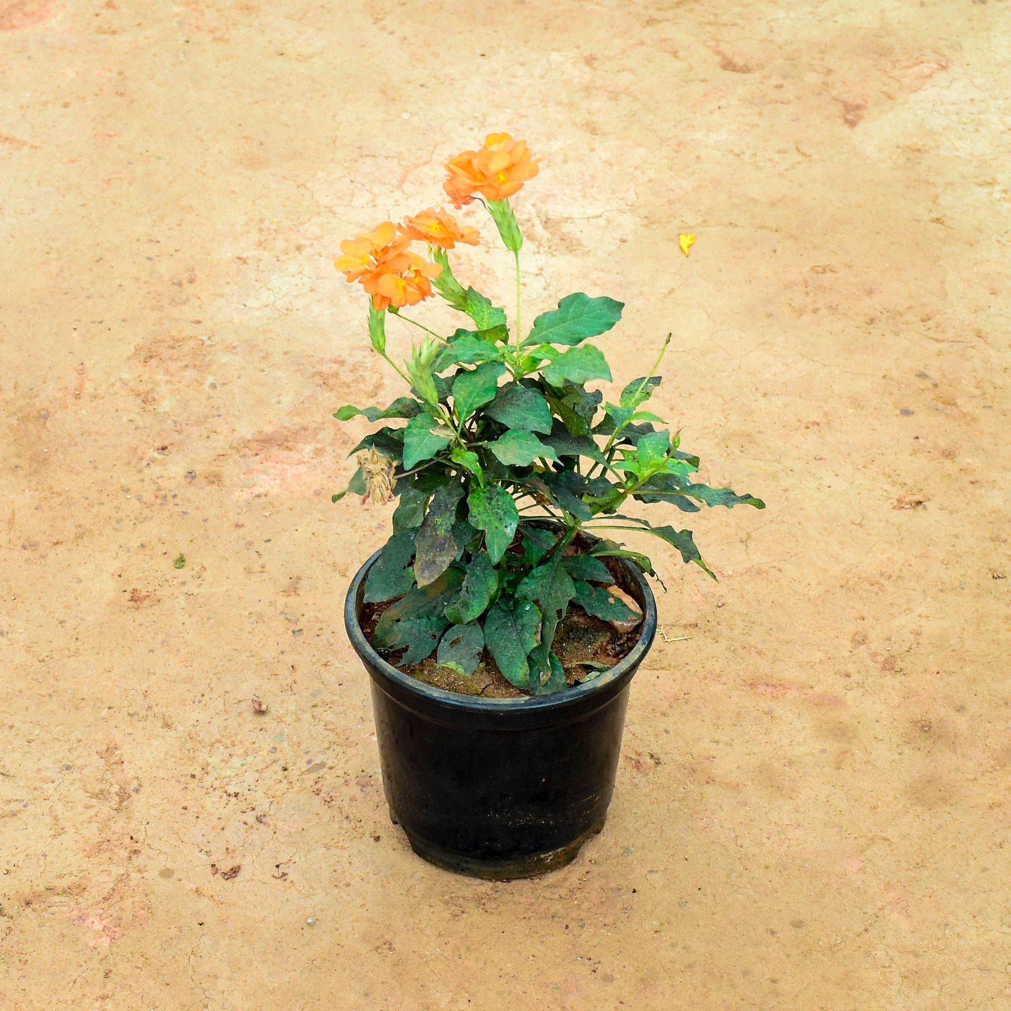 Crossandra / Kanakambaram Orange in 6 Inch Nursery Pot