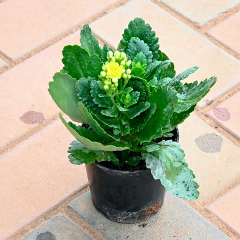 Kalanchoe Yellow in 4 Inch Nursery Pot