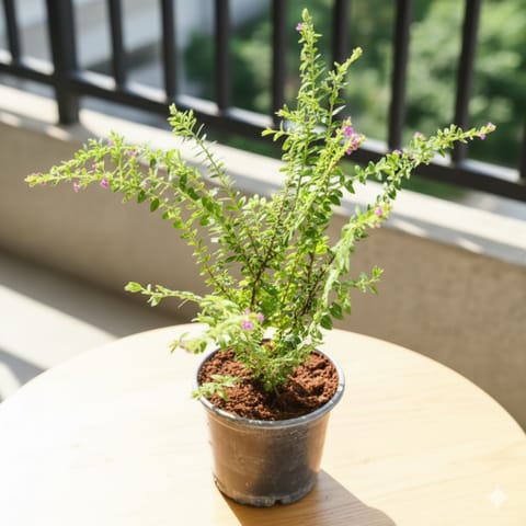 Cuphea / False Heather (any colour) in 6 Inch Nursery Pot