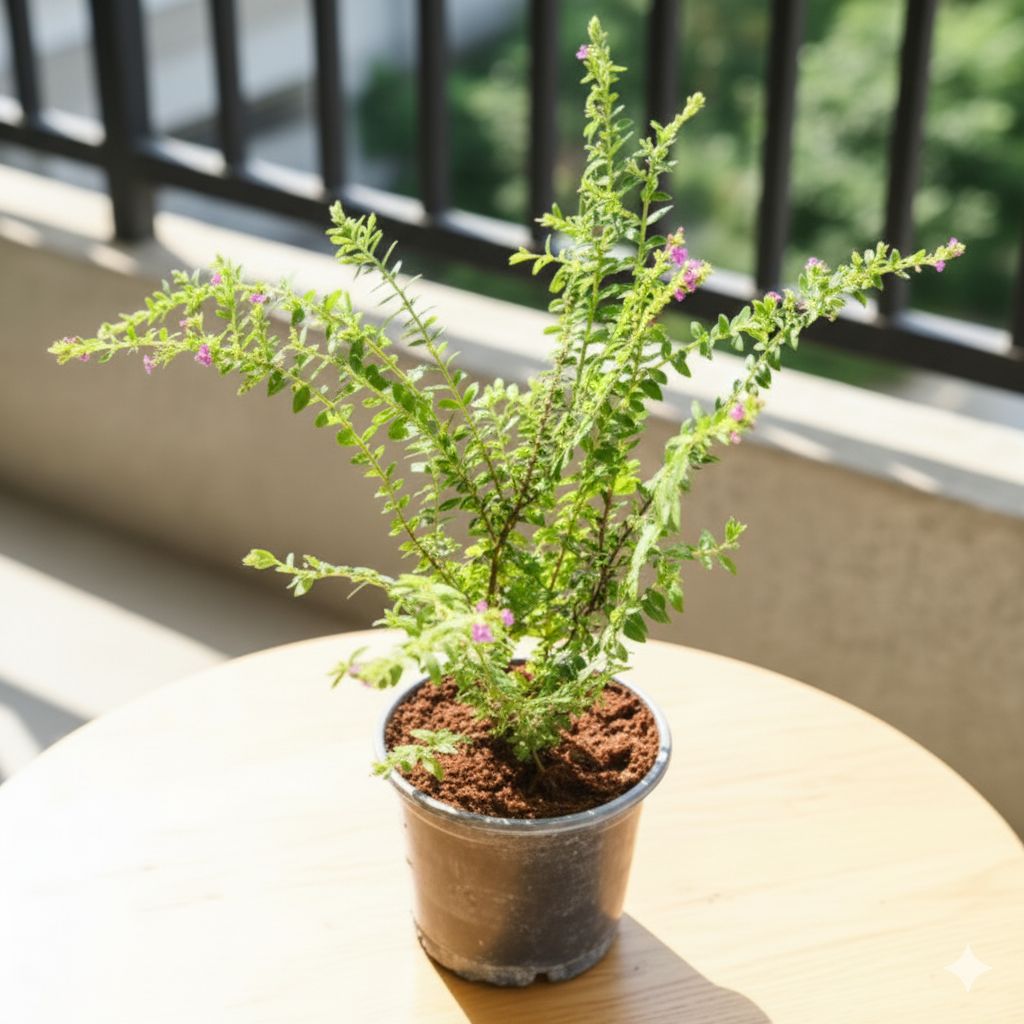 Cuphea / False Heather (any colour) in 6 Inch Nursery Pot
