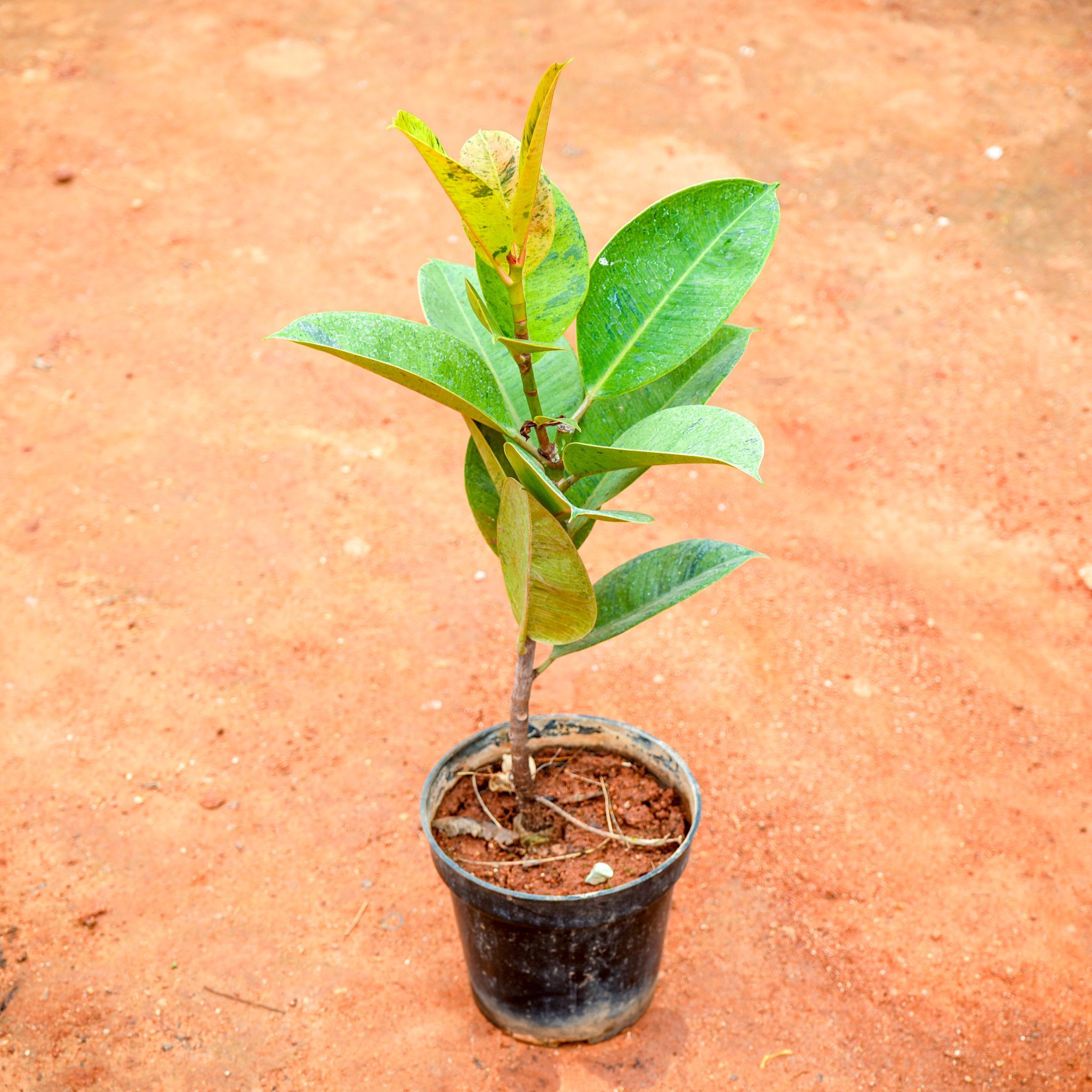 Rubber Green Variegated in 5 Inch Nursery Pot