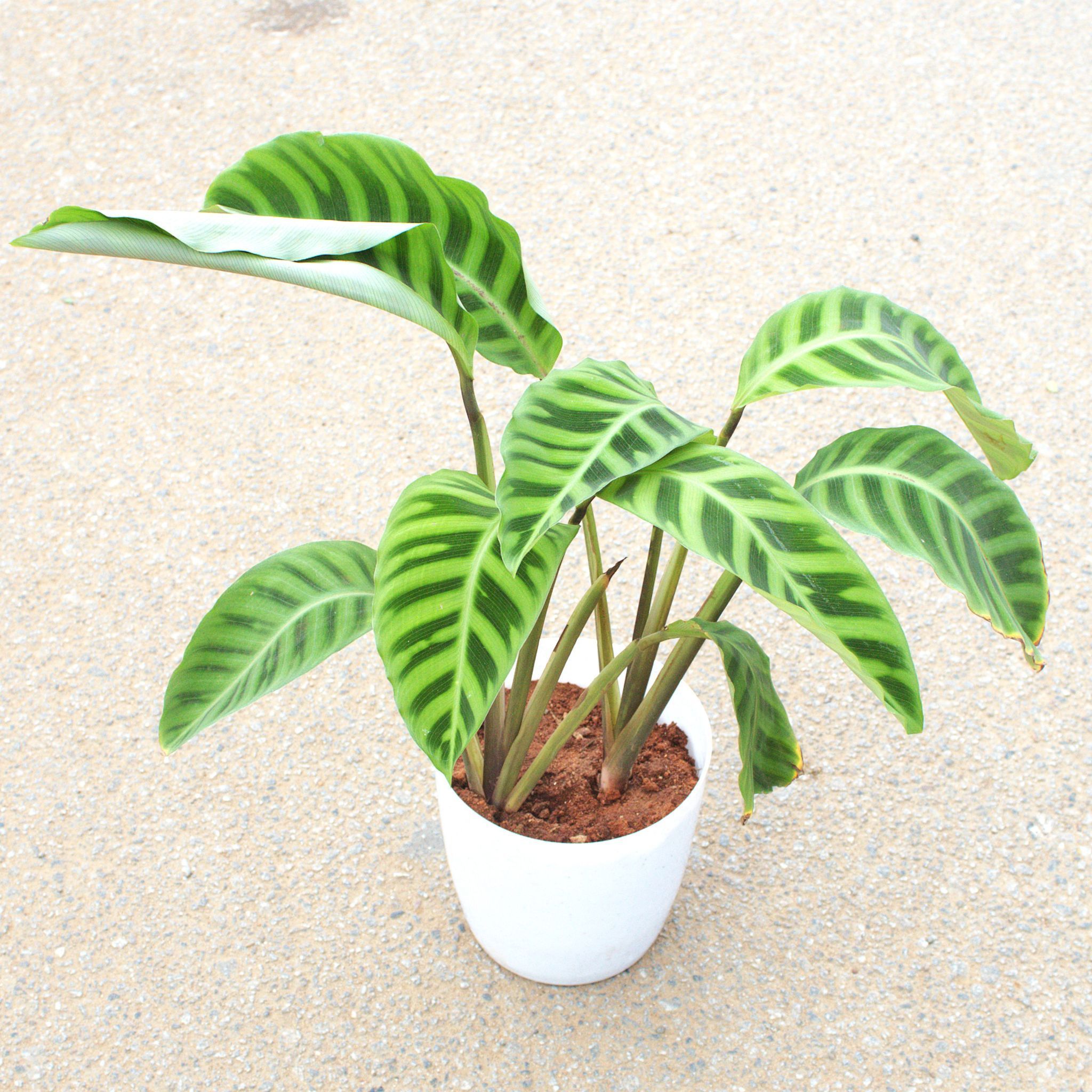 Goeppertia Zebrina in 5 Inch White Premium Plastic Pot