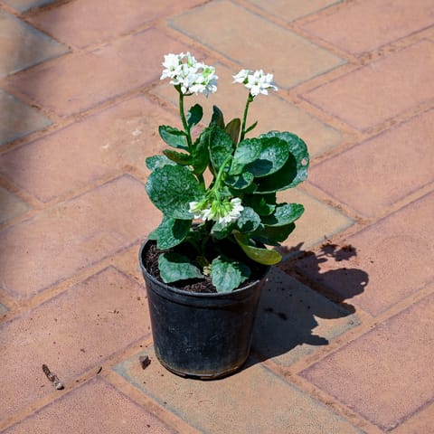 Kalanchoe White in 4 Inch Nursery Pot