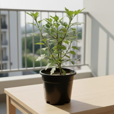 Chrysanthemum / Guldawari / Guldaudi (Any Colour) in 4 Inch Nursery Pot