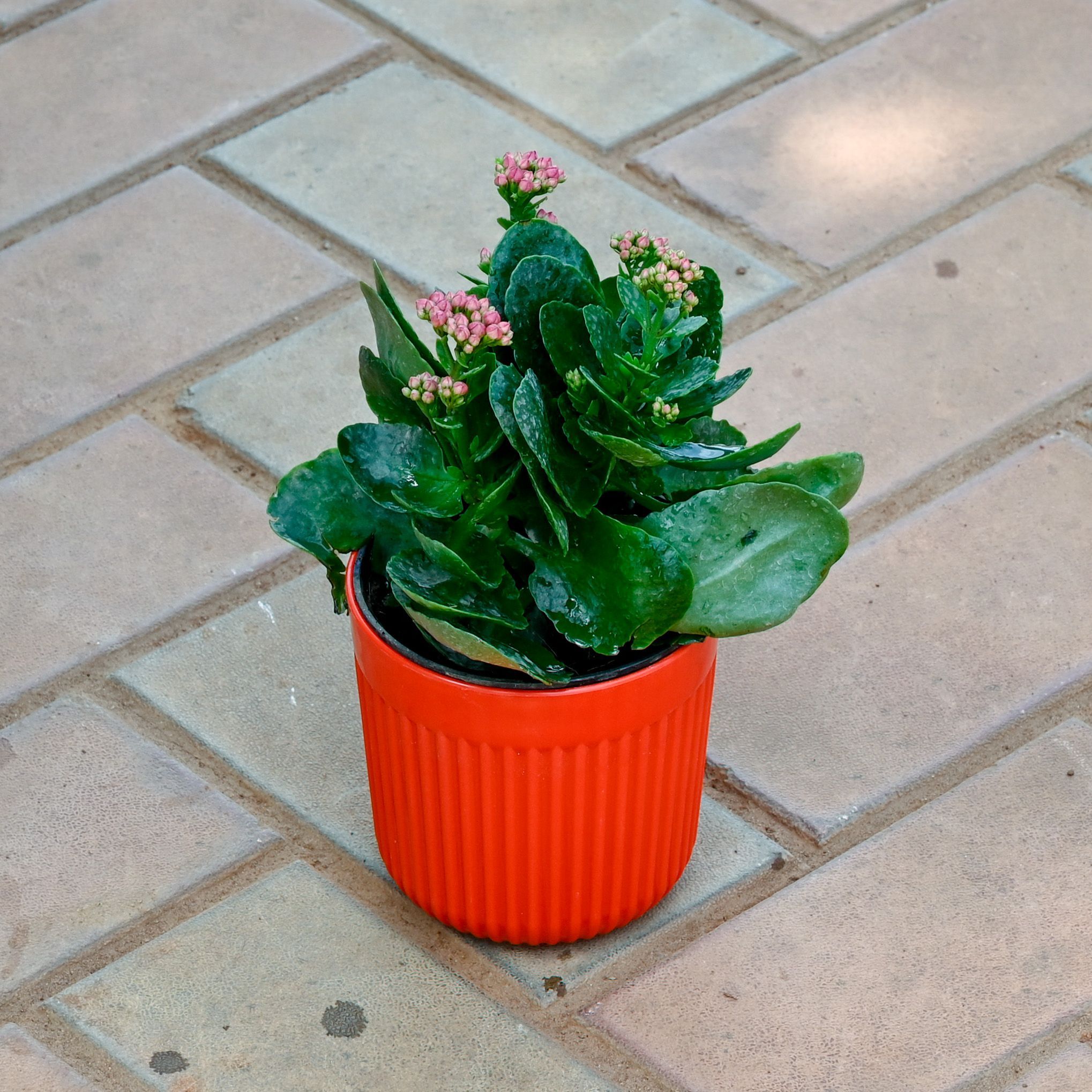 Kalanchoe Pink in 5 Inch Orange Nova Plastic Pot
