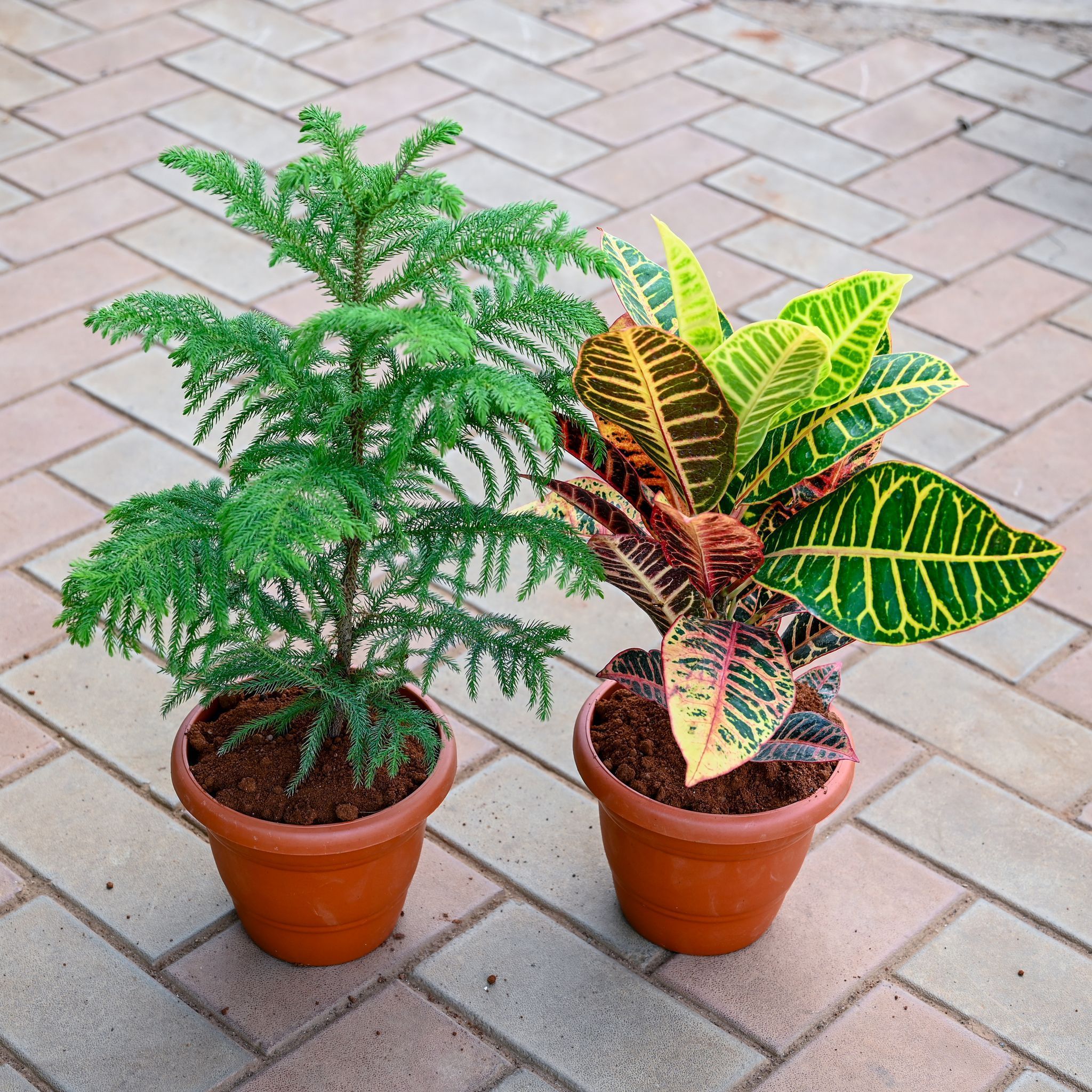 Set of 2 - Araucaria / Christmas Tree & Croton Petra in 7 Inch Classy Red Plastic Pot