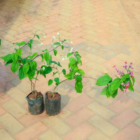 Set Of 2 - Bleeding Heart (Any Colour) in 5 Inch Nursery Bag