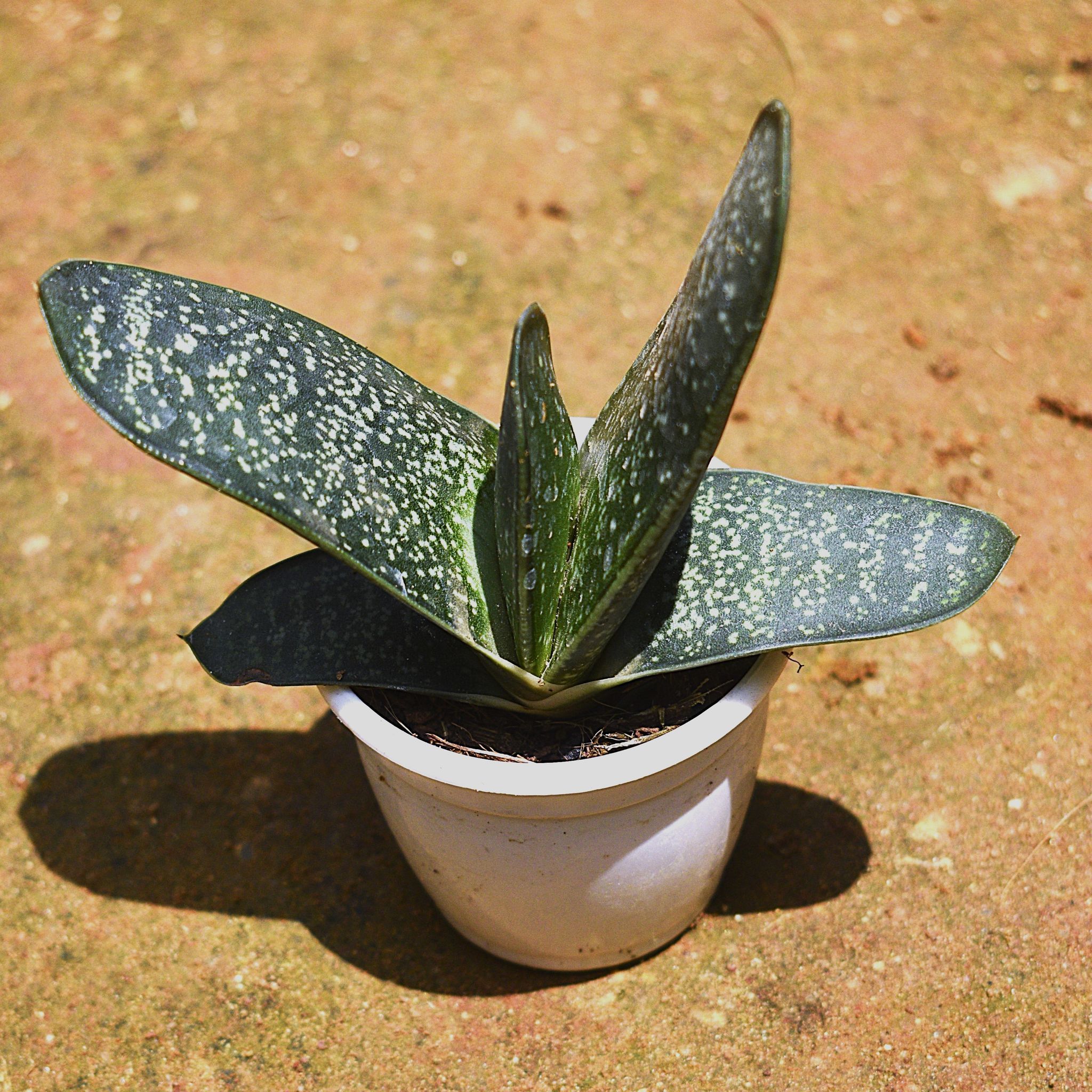 Gasteria armstrongii Succulent in 3 Inch Nursery pot