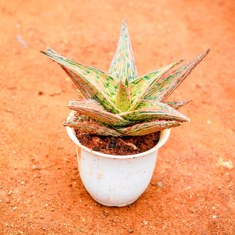 Aloe Pink Blush Succulent in 3 Inch Nursery Pot