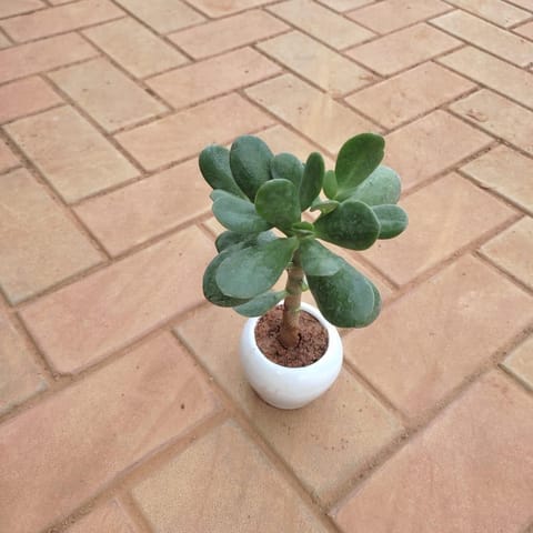 Gift Ready - Crassula Succulent in 3 Inch White Classy Bowl Ceramic Pot With a Chic Bag