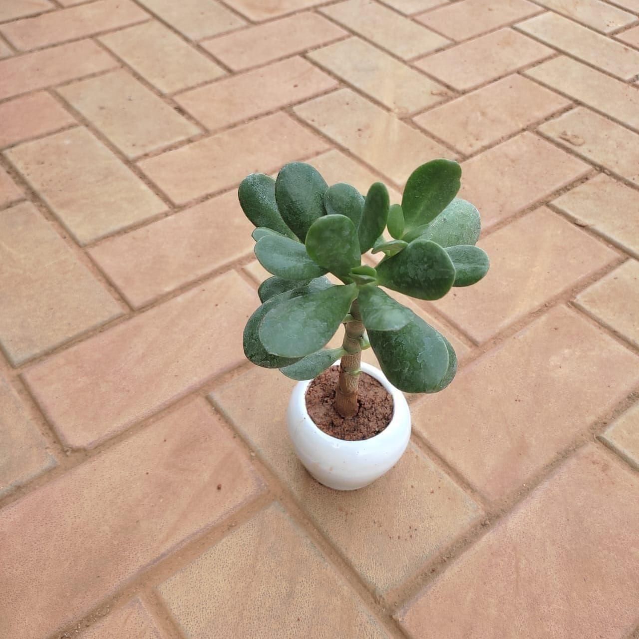 Gift Ready - Crassula Succulent in 3 Inch White Classy Bowl Ceramic Pot With a Chic Bag