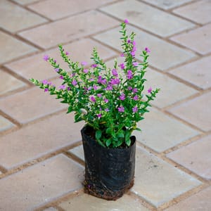Buy Cuphea / False Heather Plant Online With Next Day Delivery - Urvann