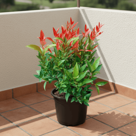 Syzygium / Christina Ficus in 5 Inch Nursery Pot