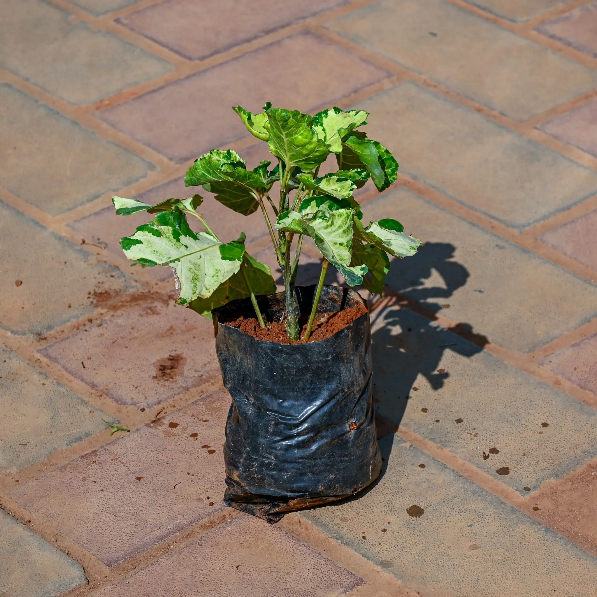 Aralia Polyscias in 3 Inch Nursery Bag