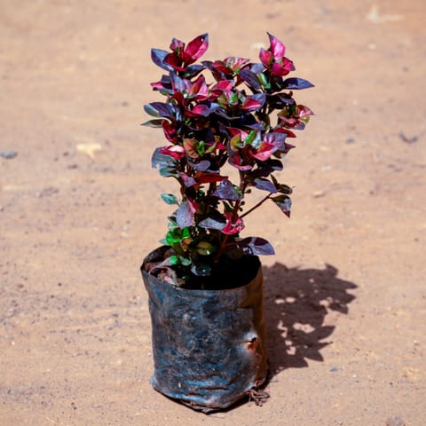 Alternanthera Red in 4 Inch Nursery bag