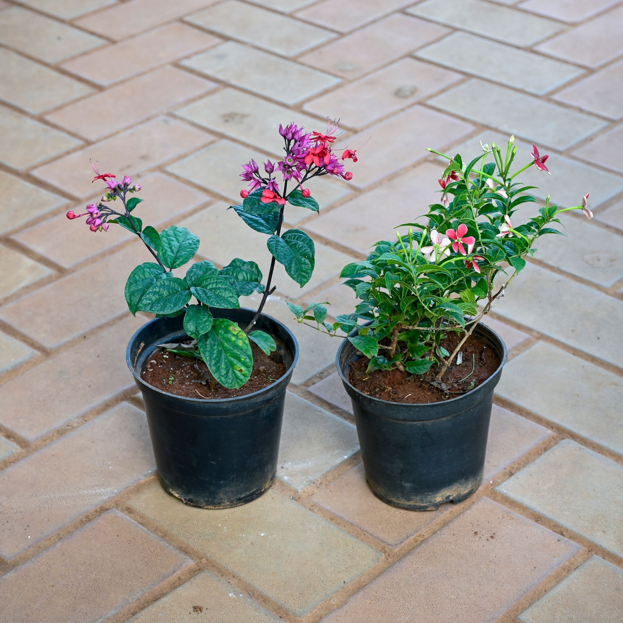 Set of 2 - Bleeding Heart & Madhu Malti / Rangoon Creeper (Any Colour) in 5 Inch Nursery Pot