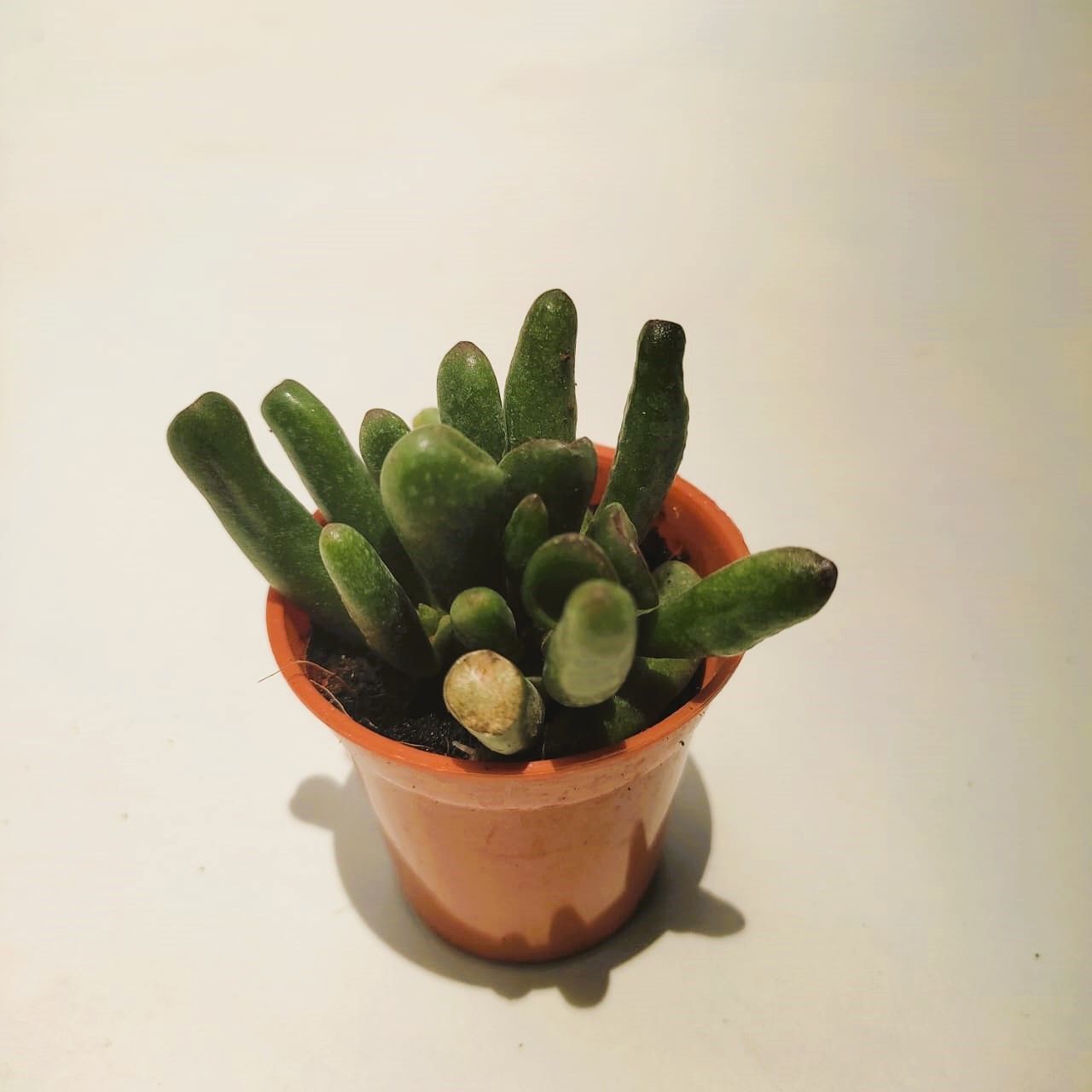 Adromischus Succulent in 2 Inch Nursery Pot