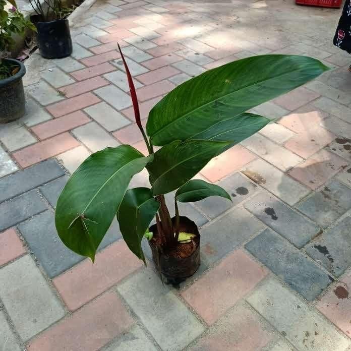 Bird of Paradise (~ 1.5-2 Ft) in 4 Inch Nursery Bag