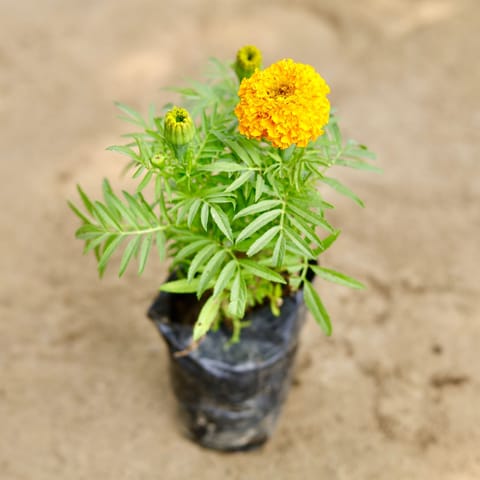 Free Gift - Marigold / Genda (Any Colour) in 4 Inch Nursery bag - Flash Sale