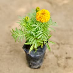 Free Gift - Marigold (any colour) in 4 Inch Nursery Bag - Flash Sale