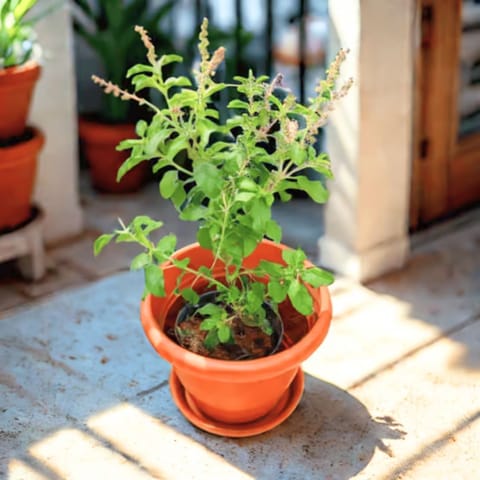 Rama Tulsi in 7 Inch Classy Red Plastic Pot with Tray